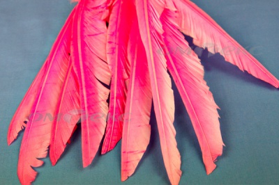 Декоративный Пучок из перьев, перо 25см/розовый - купить в Новосибирске. Цена: 14.40 руб.